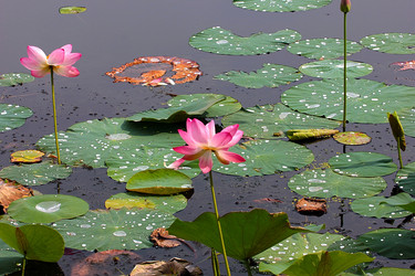 Similar image 21184077