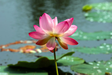 Similar image 21184083