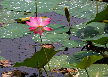 Similar image 21184084