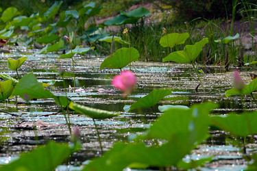 Similar image 21184085