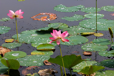 Similar image 21184086