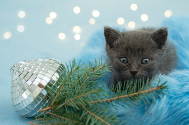 Similar image 21202225