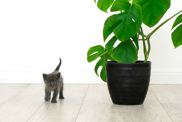 Similar image 21202240