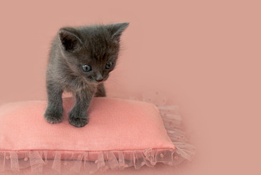 Similar image 21202274