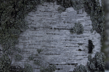 Similar image 21188301