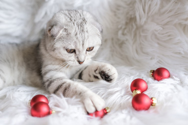 Similar image 21168769