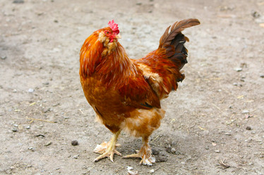 Similar image 21178809