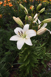 Similar image 21168163