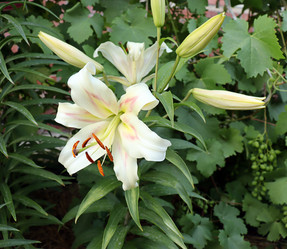 Similar image 21168164