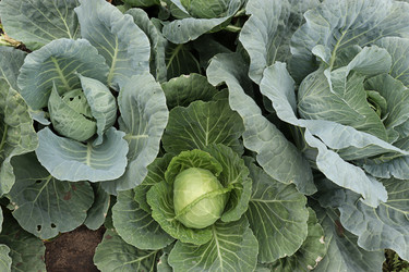 Similar image 21168166