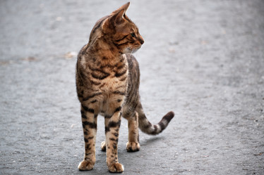 Similar image 21170665