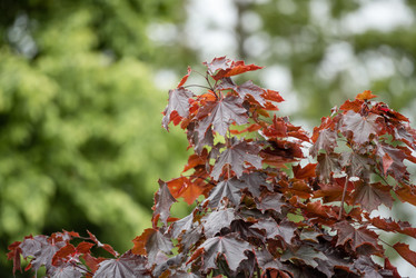 Similar image 21200061