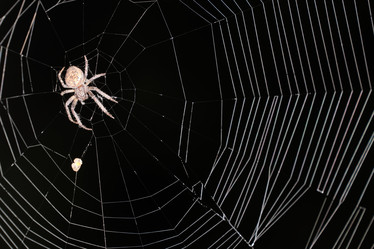 Similar image 21172775