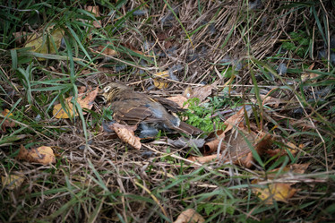 Similar image 21172776