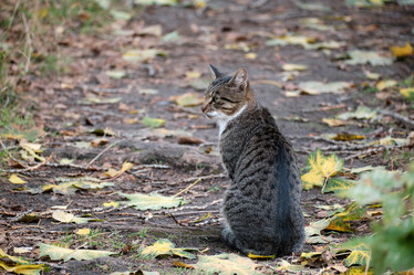 Similar image 21172777