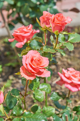 Similar image 21185041