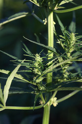 Similar image 21197164