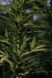 Similar image 21197166