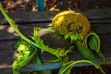 Similar image 21192264