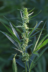 Similar image 21197196