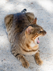 Similar image 21170916