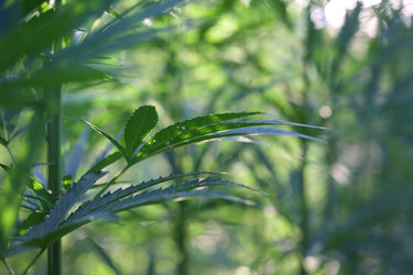 Similar image 21182559