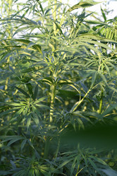 Similar image 21182578