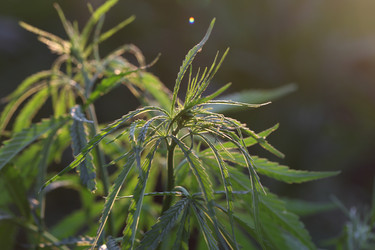 Similar image 21182589