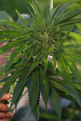 Similar image 21182601