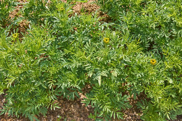 Similar image 21181654