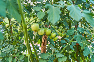 Similar image 21185070