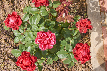 Similar image 21185073