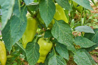 Similar image 21185074