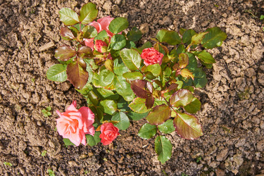 Similar image 21194472