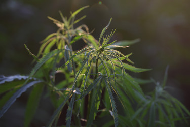 Similar image 21182607