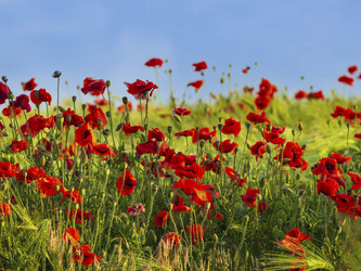 Similar image 21171846