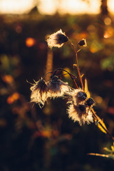 Similar image 21181784