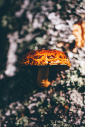 Similar image 21189280