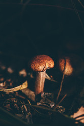 Similar image 21189283