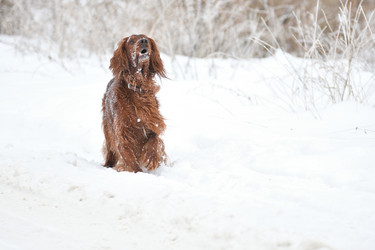 Similar image 21194496