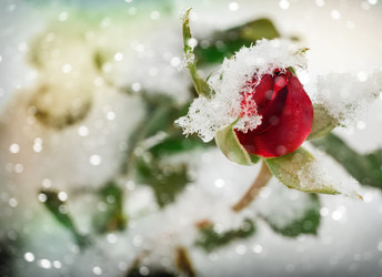 Similar image 21181594