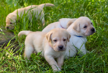 Similar image 21181483