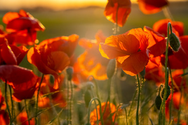 Similar image 21181558