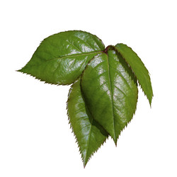 Similar image 21177772