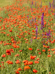 Similar image 21177781