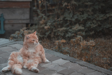 Similar image 21176781