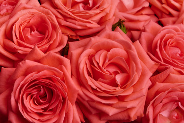 Similar image 21181107