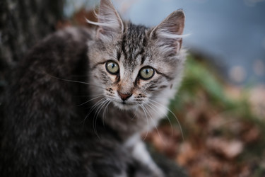 Similar image 21176821