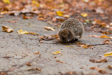 Similar image 21178107