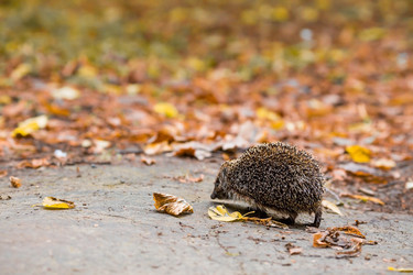 Similar image 21179217